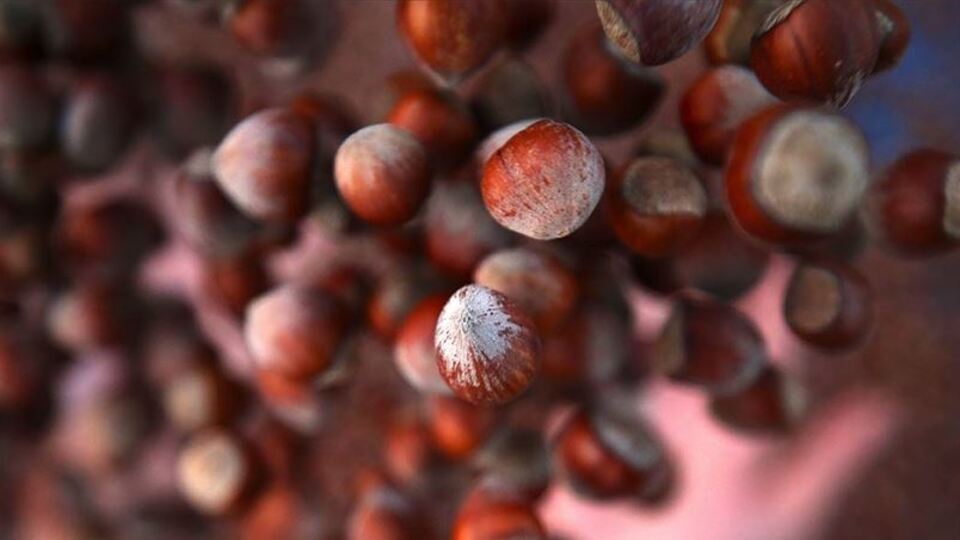 Fındıkta Cumhuriyet tarihi rekoru