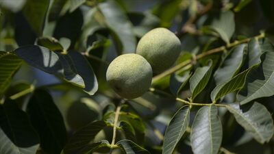 Zeytin, badem ve ceviz için çağrı