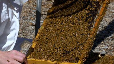 Meme kanseri hücrelerini yok ettiler!