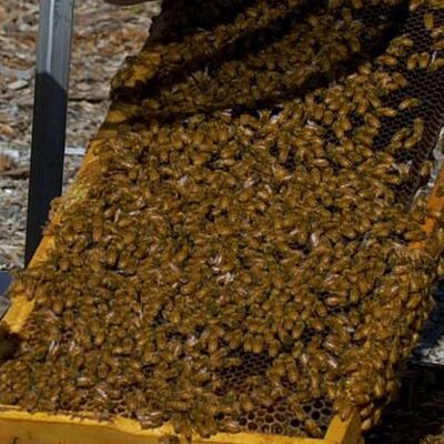 Meme kanseri hücrelerini yok ettiler!