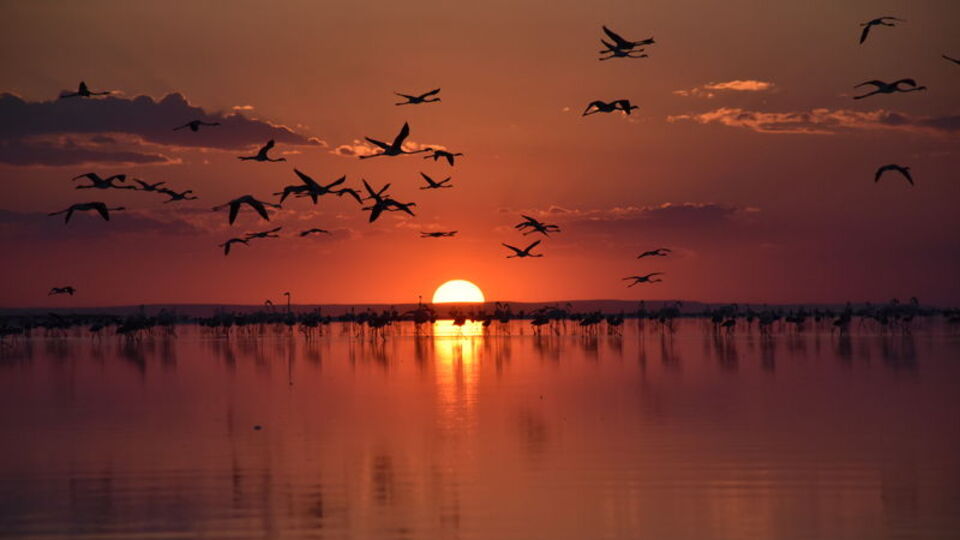 Tuz Gölü'ndeki flamingoların göçü başladı