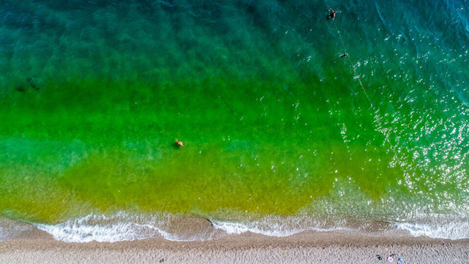 Denizin rengi değişti... Korkup çıktılar!