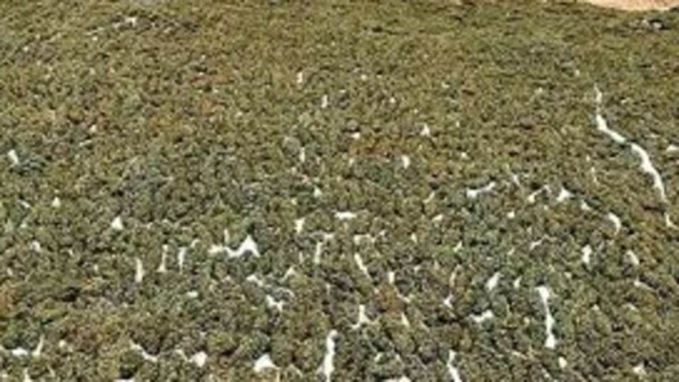 Diyarbakır'da 1 ton 418 kilogram esrar ele geçirildi