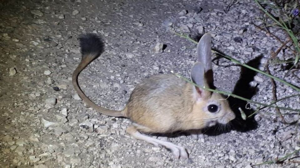 Tavşan gibi kulakları, fare gibi gövdesi var