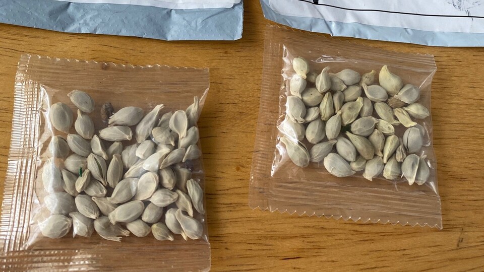 Gizemli Çin tohumları harekete geçirdi