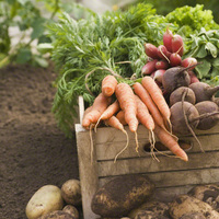 Neden kendi sebze ve meyvemizi yetiştirmeliyiz?