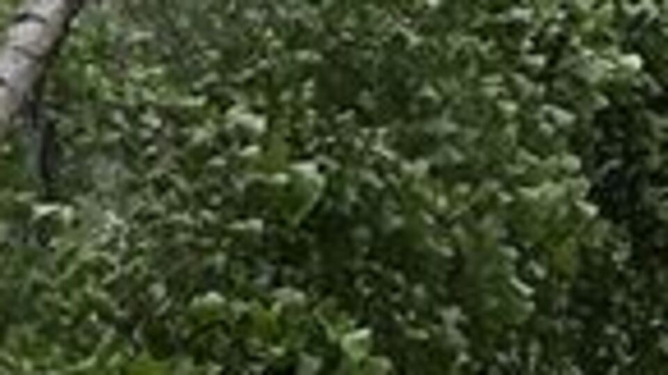 Japonya'da 8 milyondan fazla kişinin tahliyesi isteniyor!