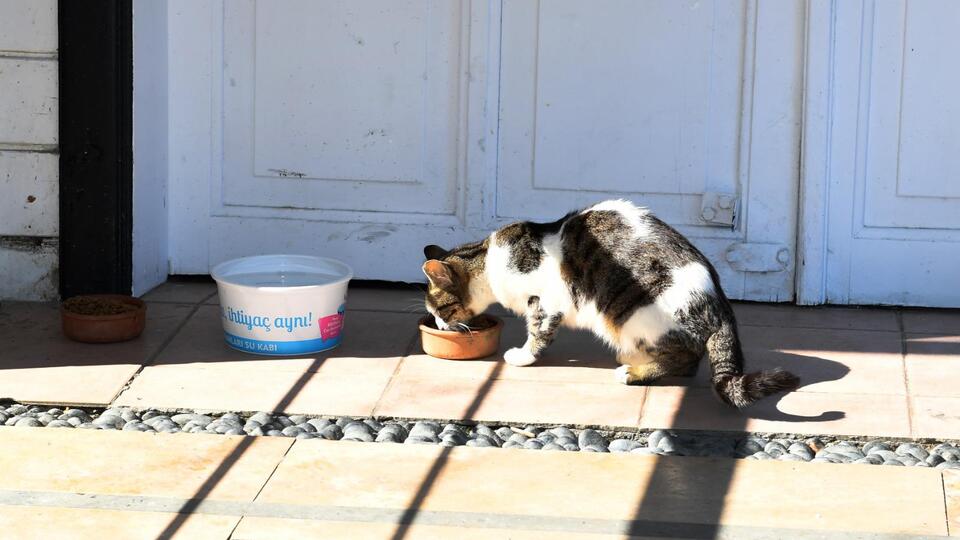 Beşiktaş'ta evcil hayvan ticareti yasaklanıyor