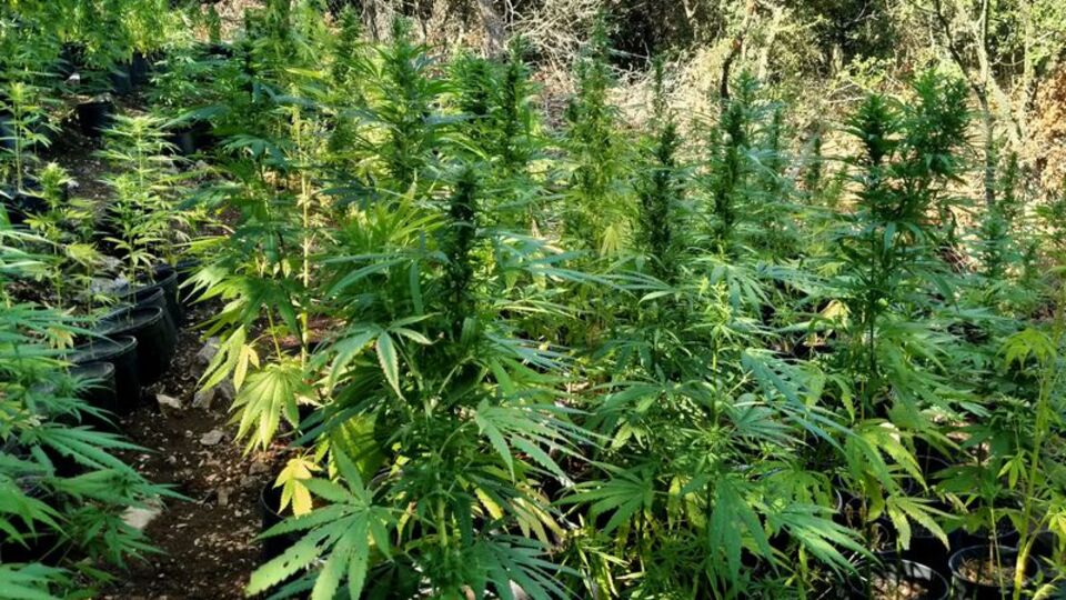 Kastamonu'da uyuşturucu operasyonu