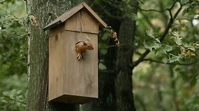 Kuş yuvasını mesken tuttular