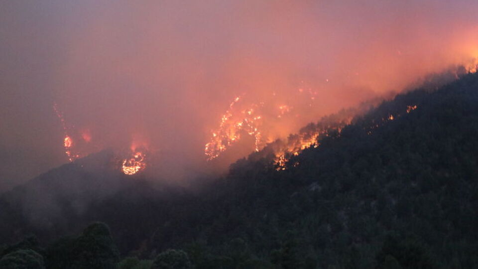 Manisa'da orman yangını