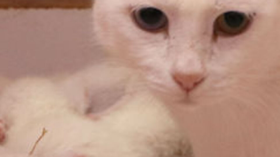 2020'nin son yavruları dünyaya geldi