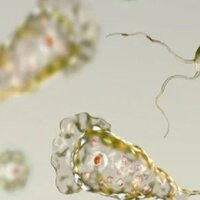 Mitoz bölünme evreleri