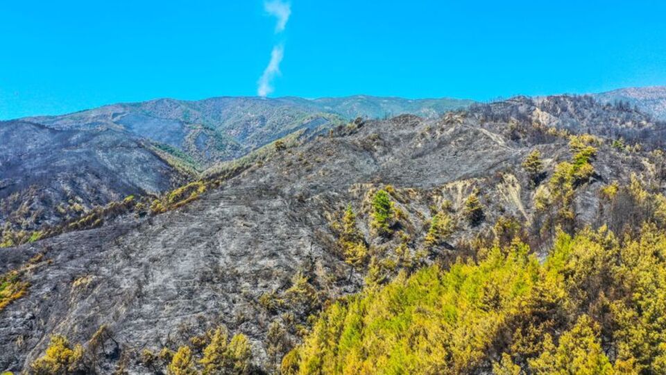 Hatay'daki orman yangınında gözaltı