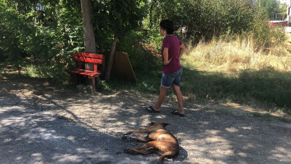 Zehirli katliam! 'Tek suçları havlamaktı'