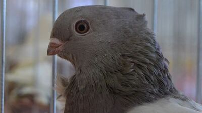 Bazı hayvan ve arı türleri tescillendi