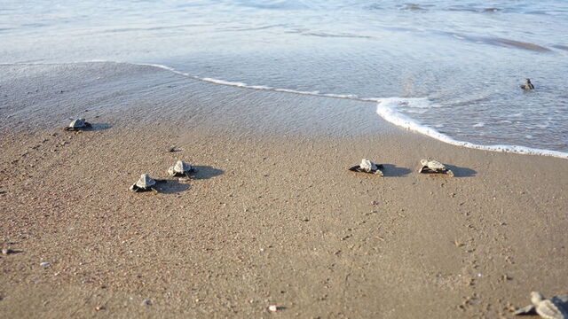 Belek'te caretta caretta yuvasında rekor kırıldı
