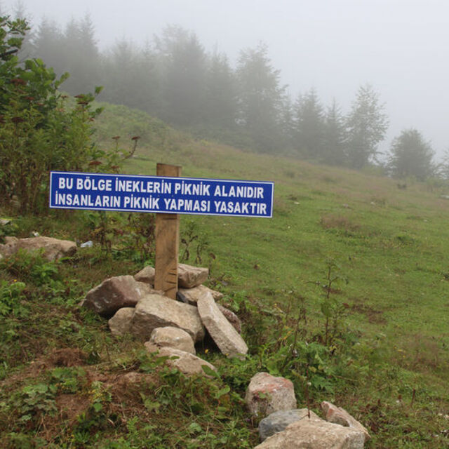 Piknikçilere uyarı: Bu bölge ineklerin piknik alanıdır