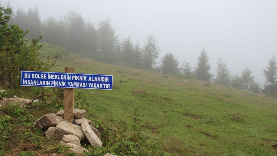Piknikçilere uyarı: Bu bölge ineklerin piknik alanıdır
