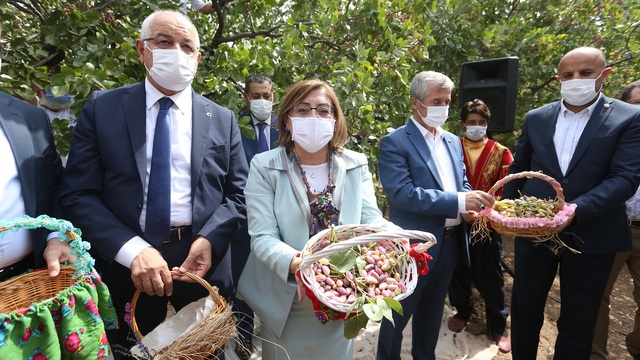 GastroAntep, Antep fıstığı hasadı ve şire yapımıyla başladı