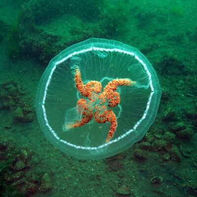 Marmara'da görüntülendi... Uyarı gecikmedi