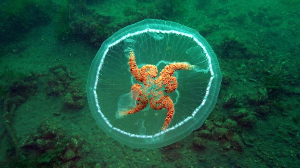 Marmara'da görüntülendi... Uyarı gecikmedi