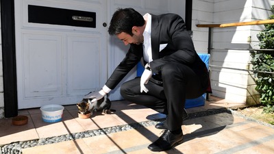 Beşiktaş'ta evcil hayvan ticareti yasaklandı