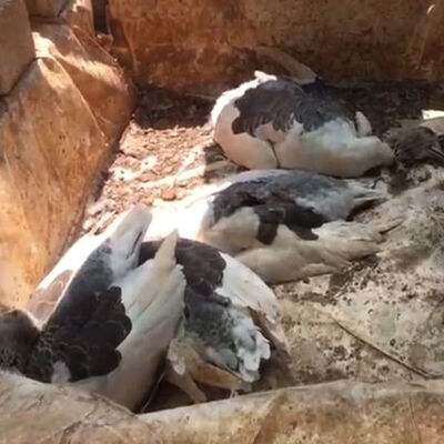 'Çiftlik kredisi' katliamı kokuyla ortaya çıktı!