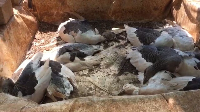 'Çiftlik kredisi' katliamı kokuyla ortaya çıktı!