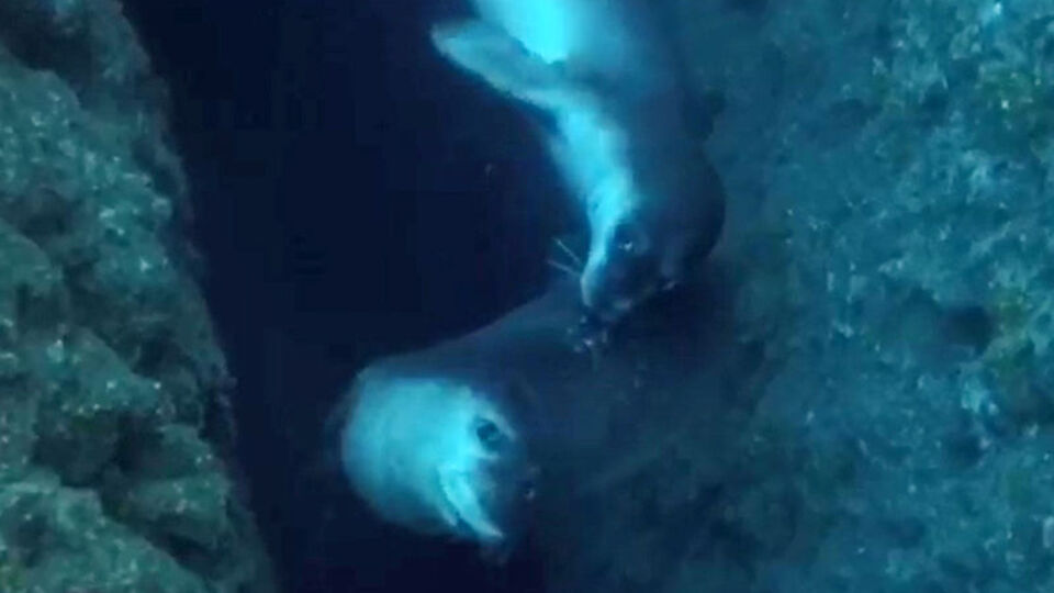 Akdeniz foklarının 'aşk dansı'