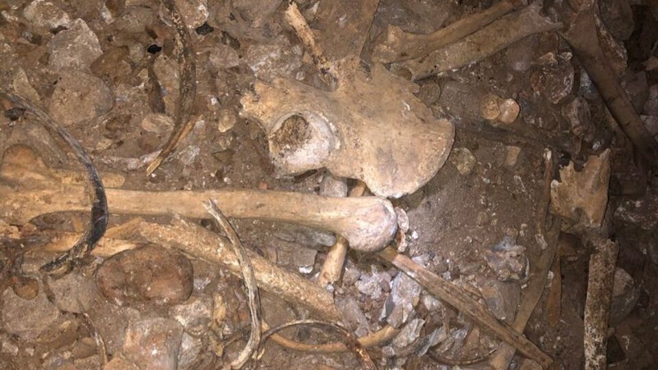 Defineciler talan etti... Açığa çıktı