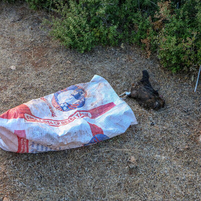 Vicdansızlık! Aç ve susuzluktan öldüler