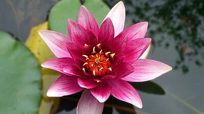 Lotus bitkisinin faydaları ve inanılmaz özellikleri