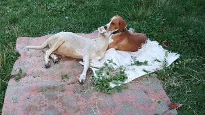 Köpekle kuzunun sevimli dostluğu