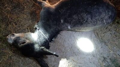 Kaybolan eşek canice öldürülmüş
