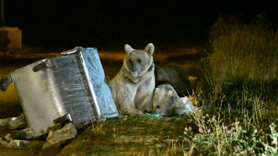 Çöp konteynerlerini mesken tuttular