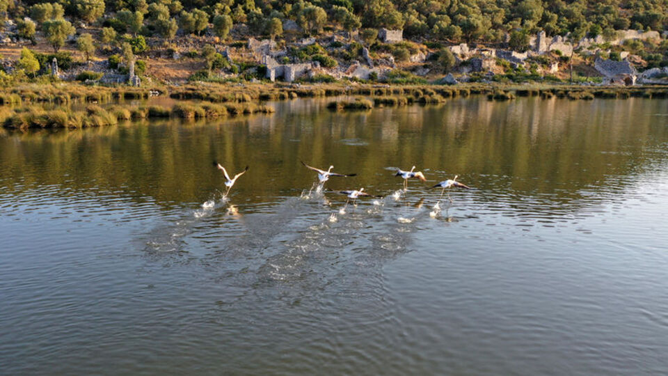 Kuş cennetinin yeni konukları...