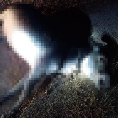 İşkenceyle öldürülen eşeğin gözleri canlı canlı oyulmuş!