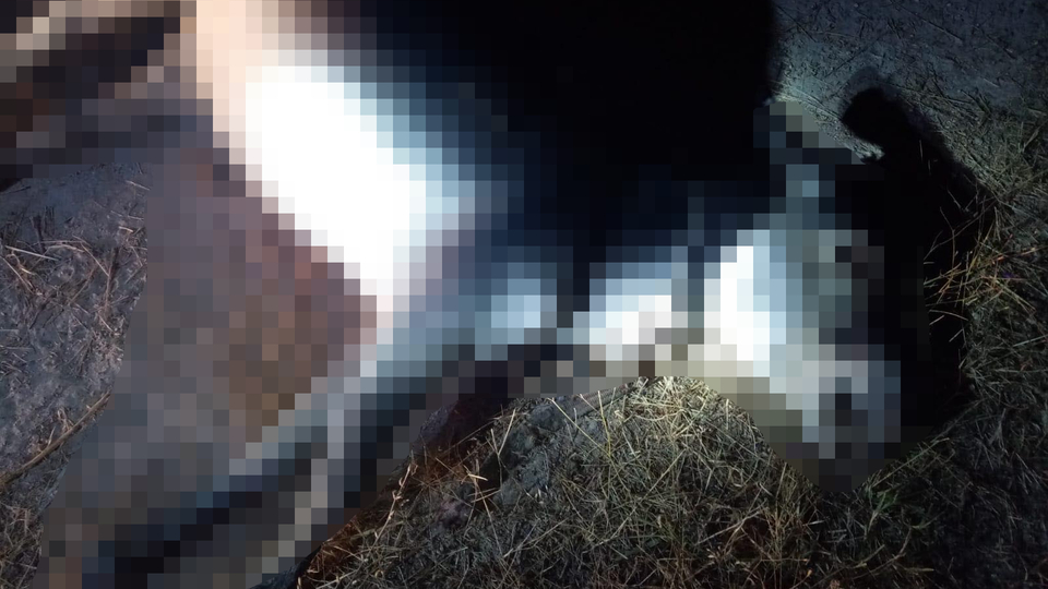 İşkenceyle öldürülen eşeğin gözleri canlı canlı oyulmuş!