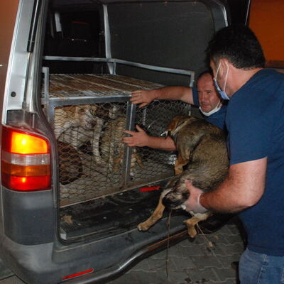 Köpekleri yol kenarına bırakmıştı! O belediye tespit edildi!