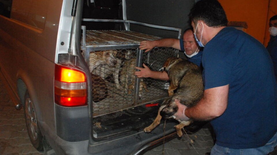 Köpekleri yol kenarına bırakmıştı! O belediye tespit edildi!