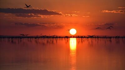 Tuz Gölü nesli tükenmekte olan misafirleri