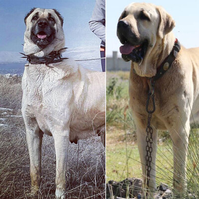 Valiler arasında 'Anadolu aslanı' atışması!