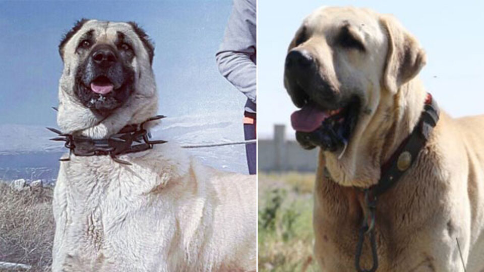 Valiler arasında 'Anadolu aslanı' atışması!