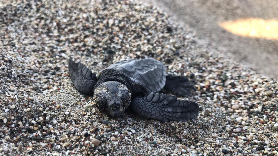 Çıralı'da 3 bin 100 caretta caretta denizle buluştu