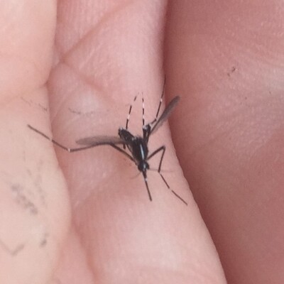 İstanbul’da Asya Kaplan Sivrisineği paniği!