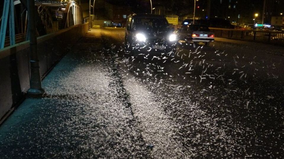 Kelebek zannediliyordu... İşin aslı ortaya çıktı