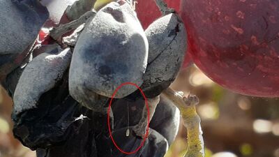 Üç bin yılda bir açtığına inanıyorlar!