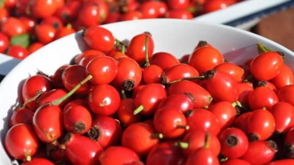 Kuşburnunun yararları ve yan etkileri