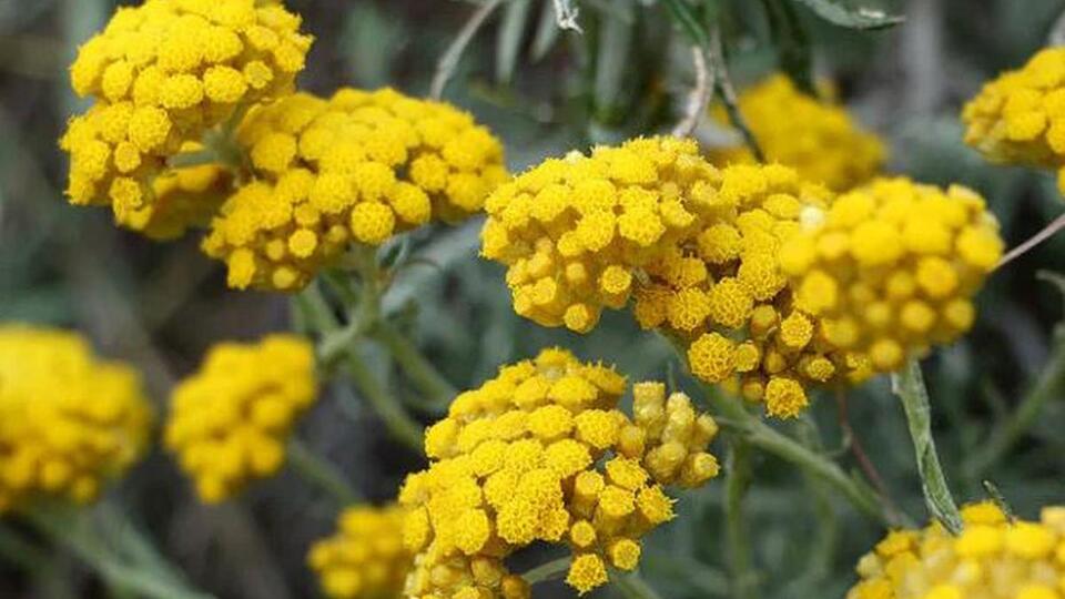 Altın otunun mucizevi faydaları